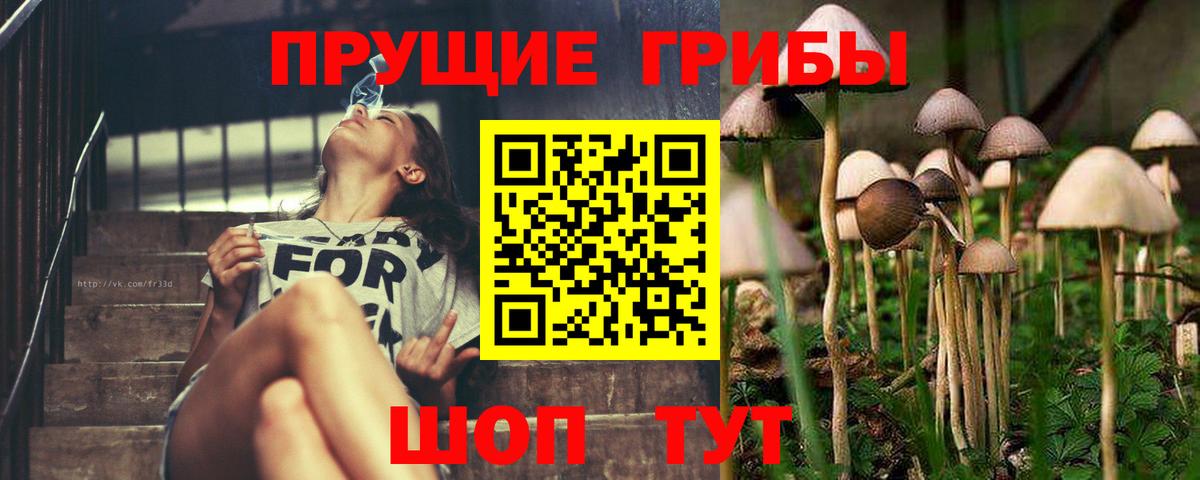 Черняховск  закладка  Галлюциногенные грибы GOLDEN TEACHER  Вход с VPN  Псилоцибиновые грибы Psilocybe 